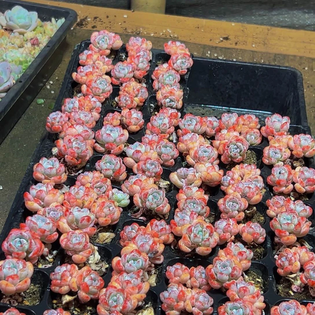 797多肉的小龙虾和一只