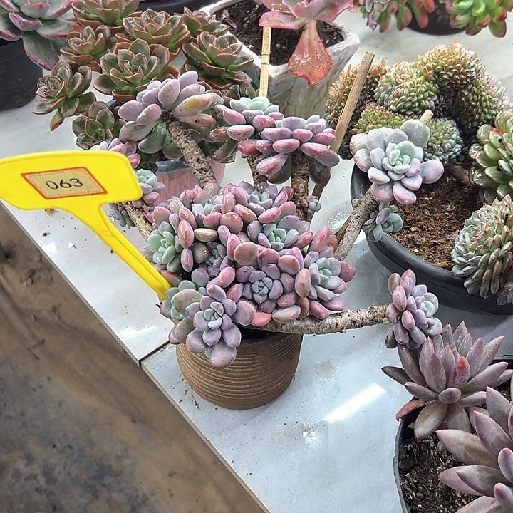 相***咒白鹭多肉植物资源063