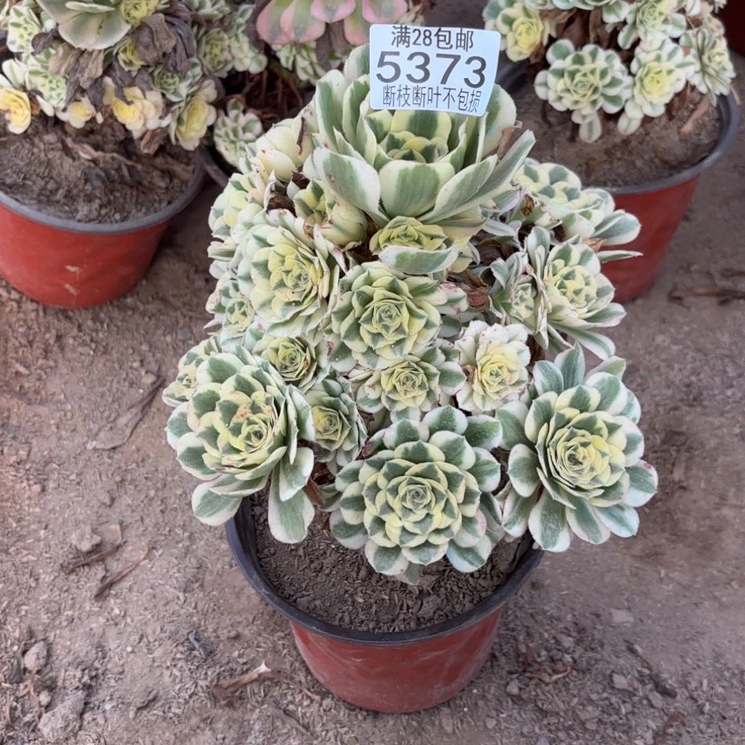 P 5373迈巴赫多肉2256