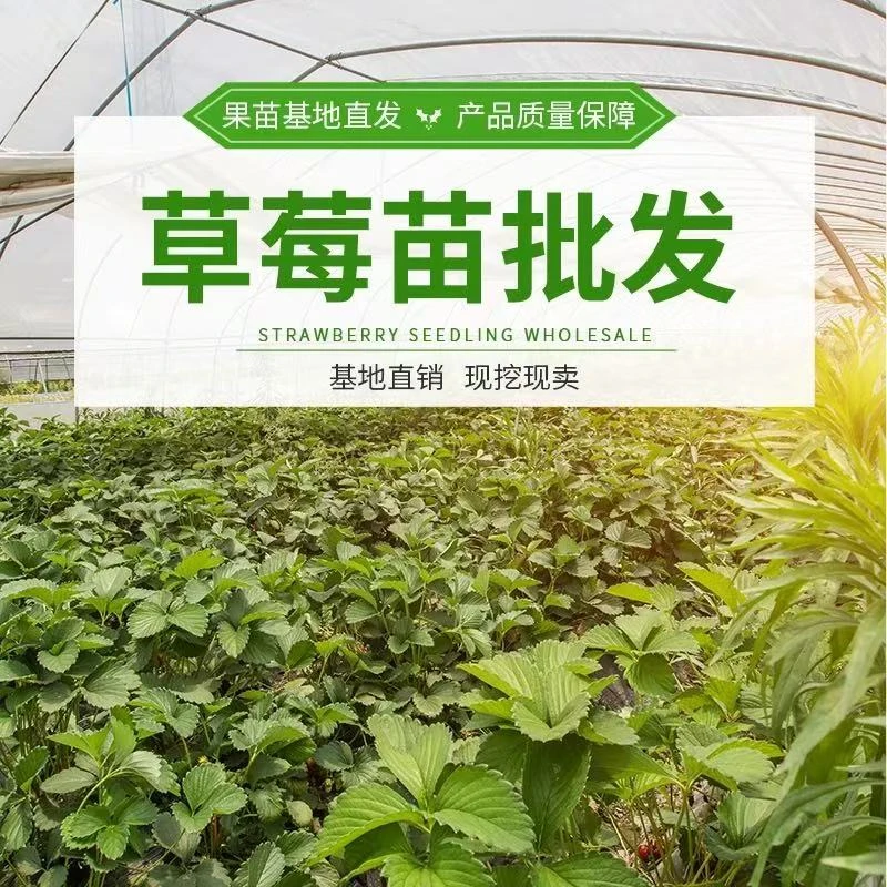 四季草莓苗红颜奶油草莓秧大棚种植草莓盆栽当年结果新苗裸根果苗