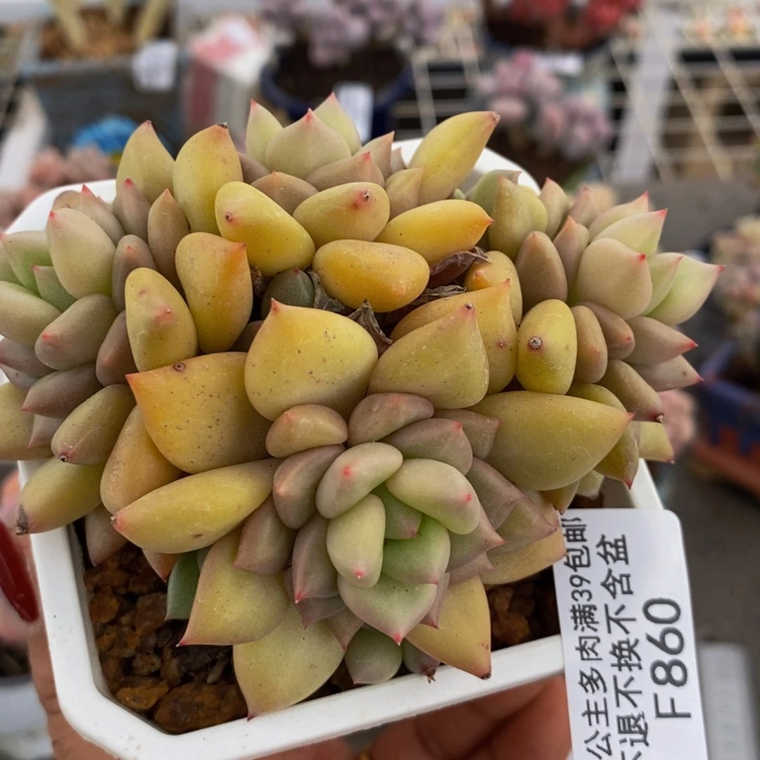 象牙860/9cm多肉