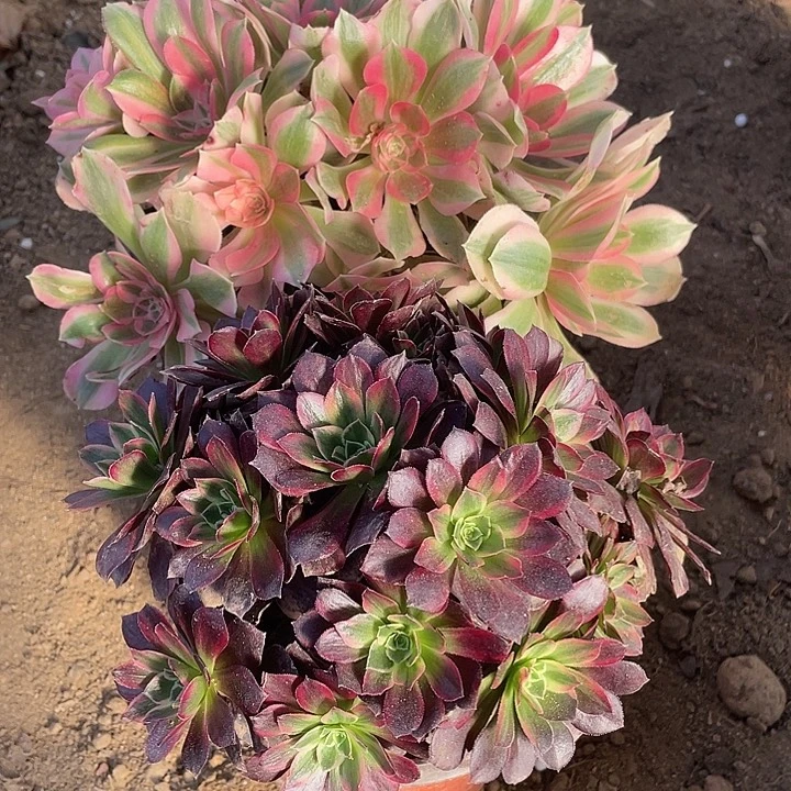 327组合无售后多肉葡萄