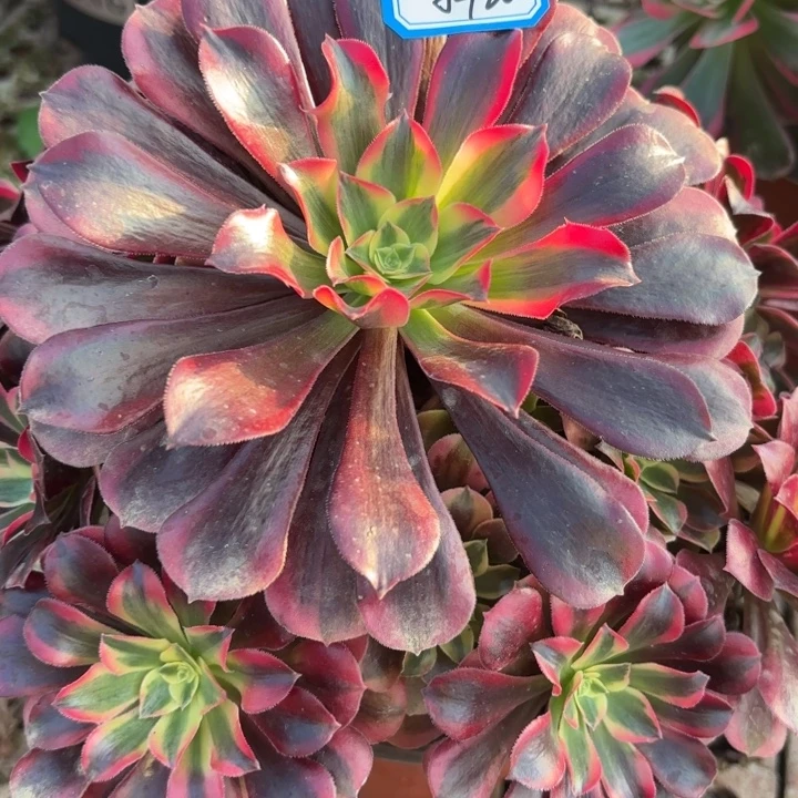 美杜莎多肉法师不包损20