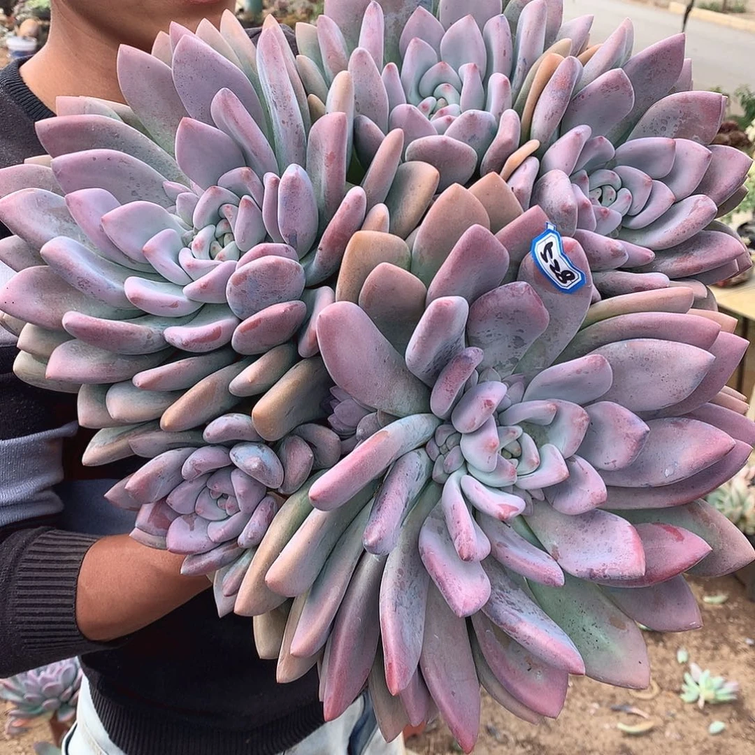 528 奥普  一物一拍多肉