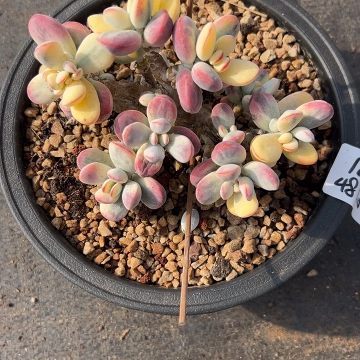 无花朵122号福娘锦无砍