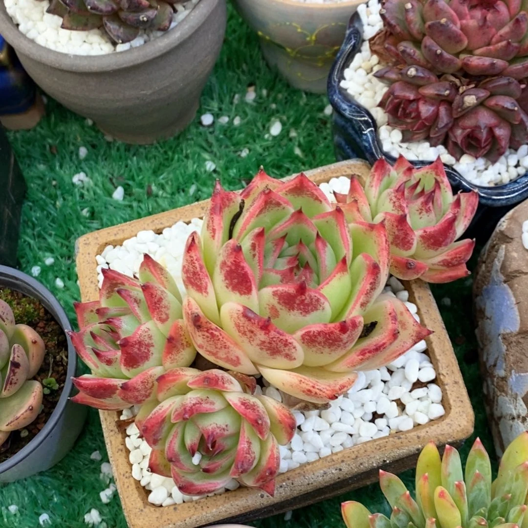 小白龙多肉植物盆栽