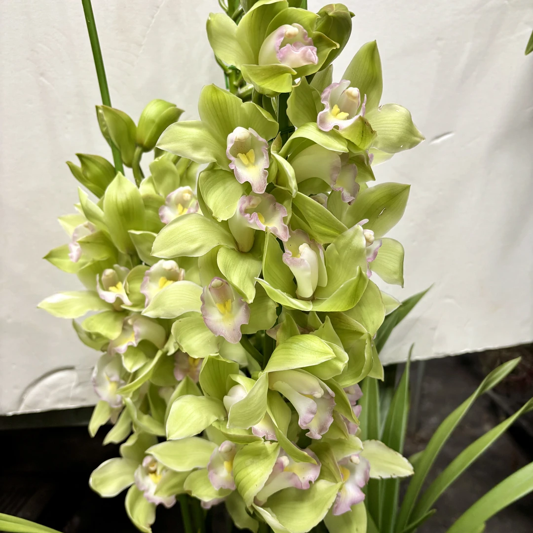 【碧波仙子】落地绿色大花蕙兰高端兰花 年宵花 室内电视柜养护简单