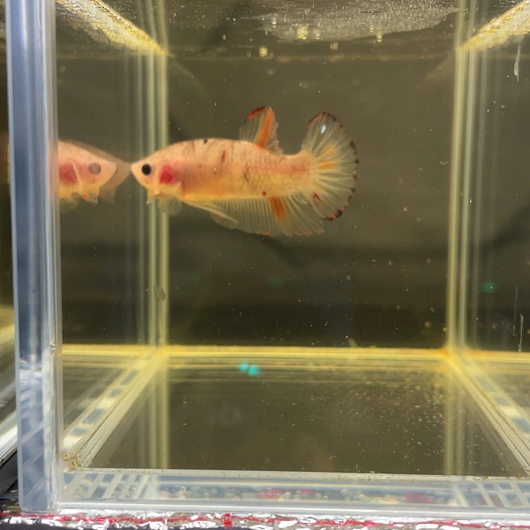 斗鱼12.3 koi 将军公 065