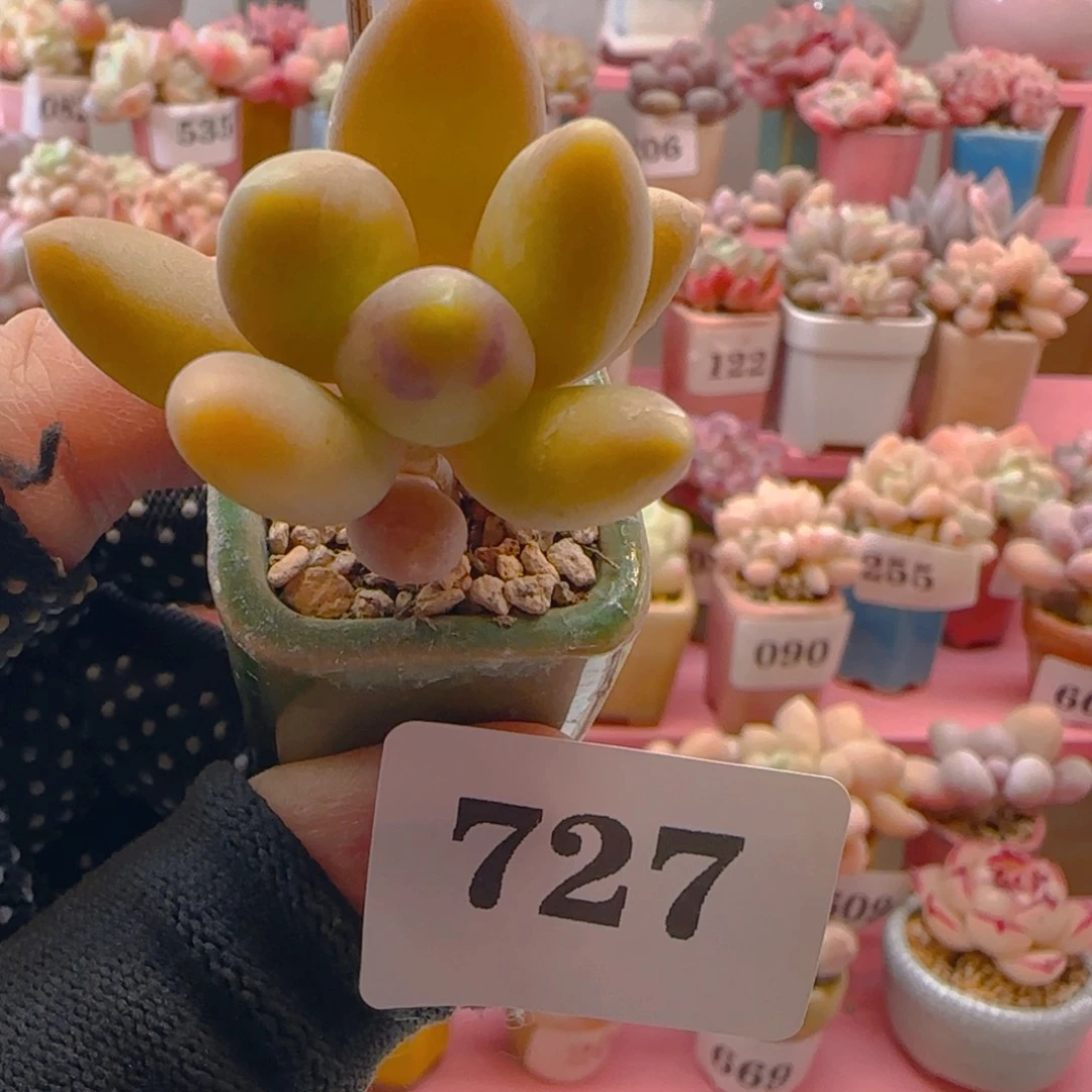 芒果奶727 （38元包邮），带盆土发，月鸣多肉。