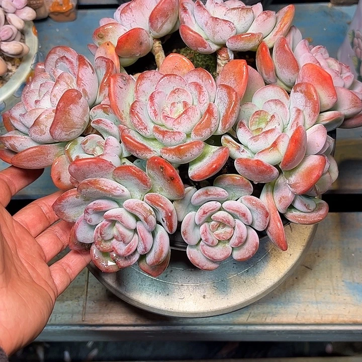 多肉植物一物一拍