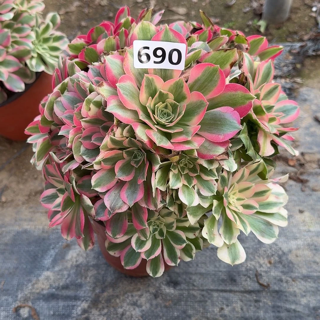 不周正邀约690号，，