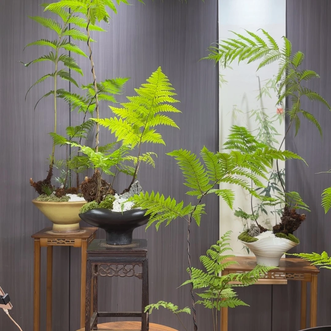无花朵博****1蕨蕨蕨蕨蕨蕨蕨蕨蕨蕨