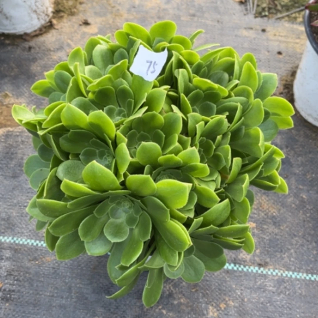 【闪购商品】75绿玫瑰多肉法师