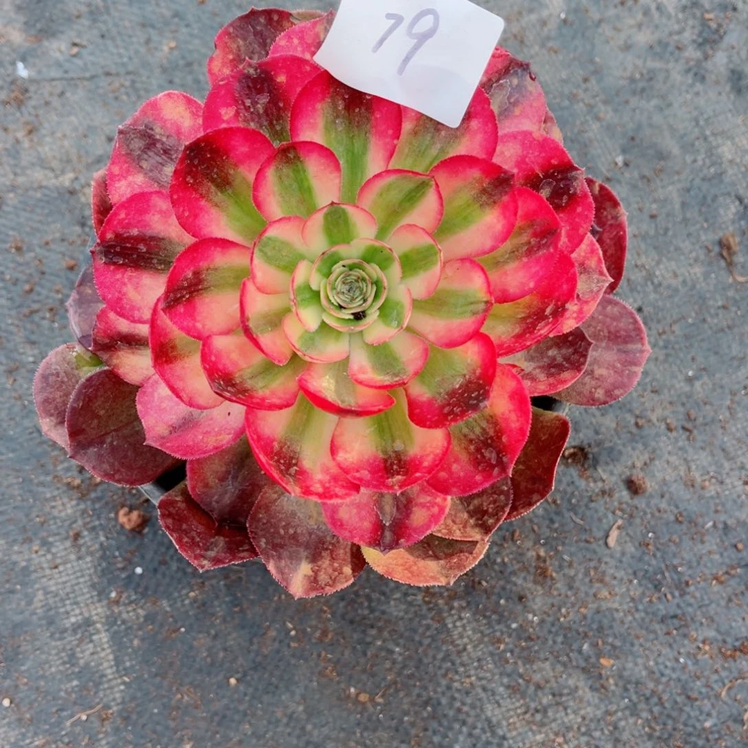 一物一拍多肉法师79