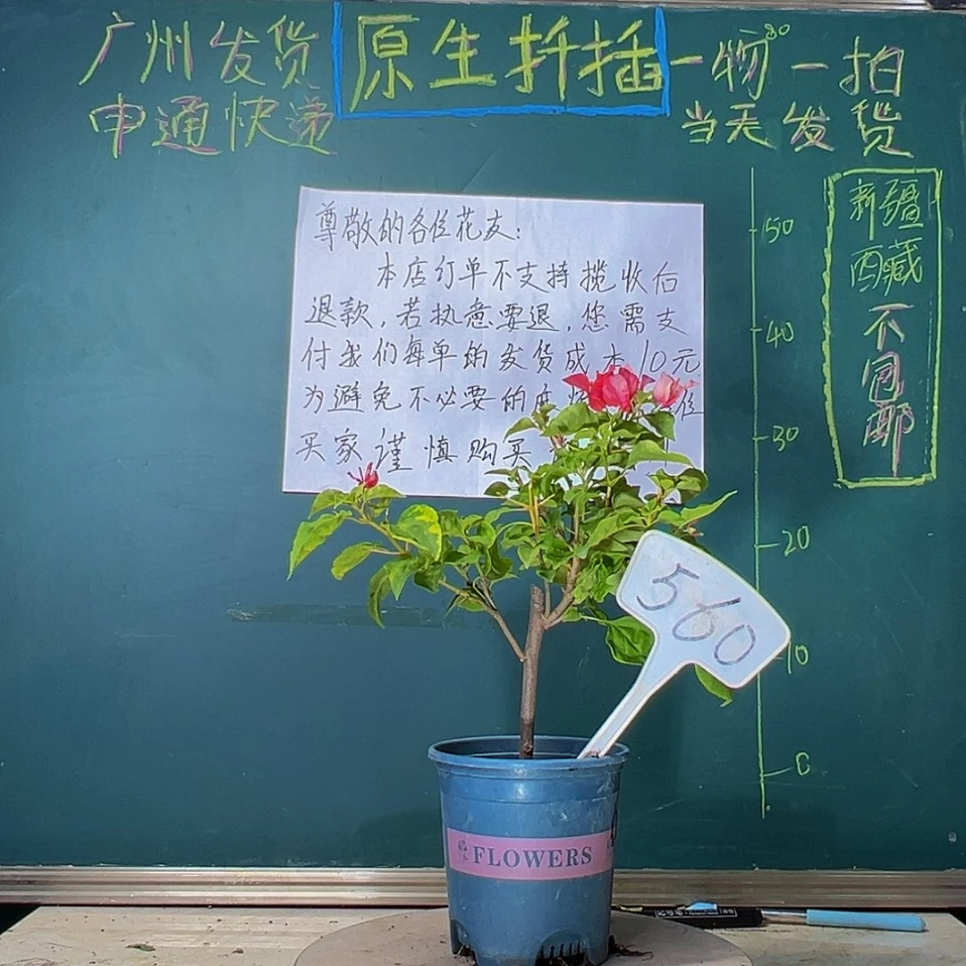 当前无花栽培后可以开花红九月560