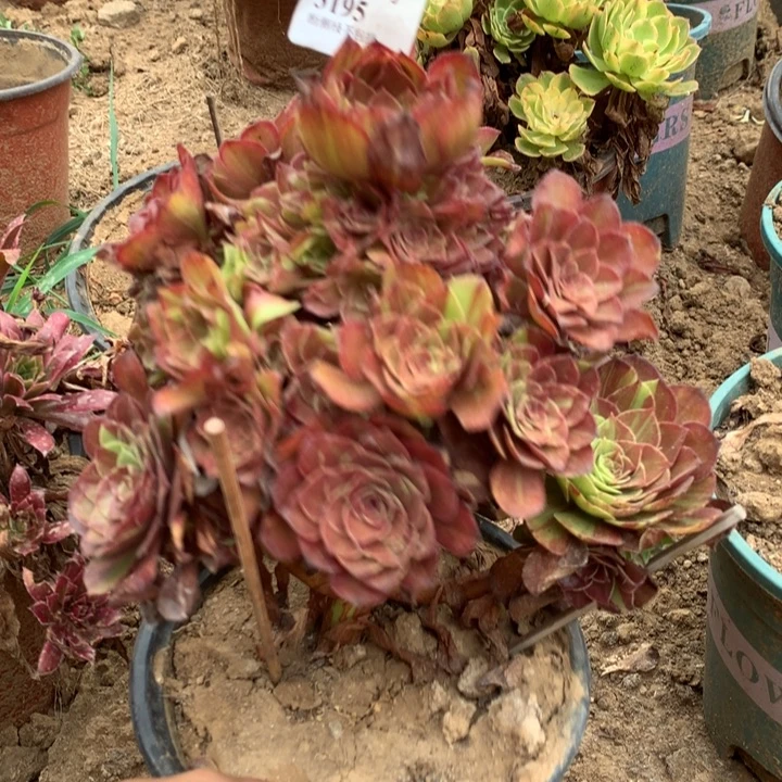 3195花月夜多肉特价