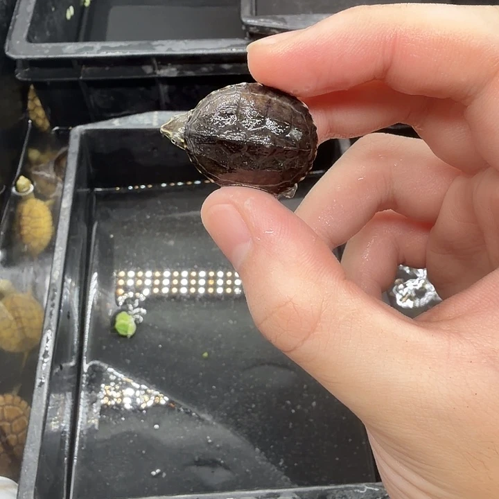 宠物龟不分公母麝香