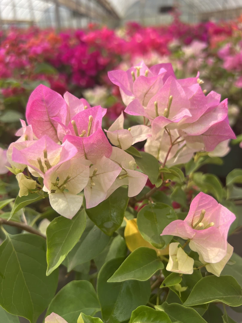 阳台庭院盆栽花卉多季开花 好养勤花 开花机器