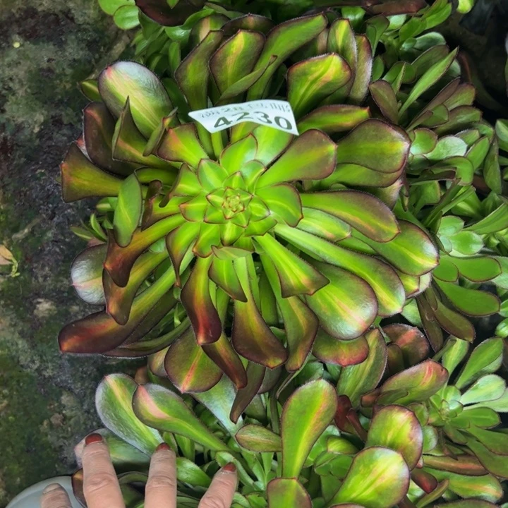 4230南晚霞多肉植物