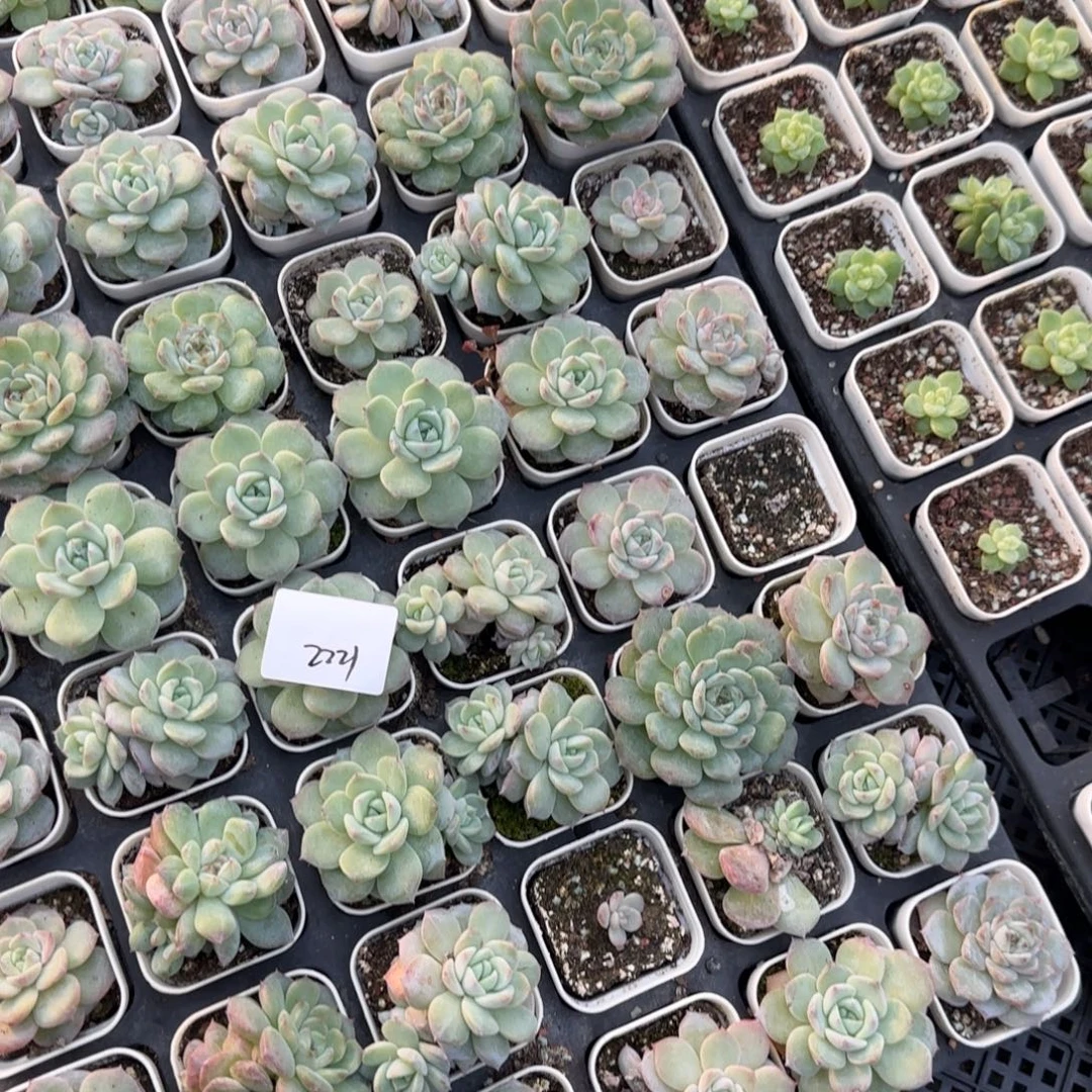 2221 号1半托满20包邮