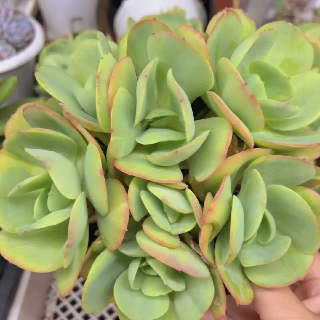 鸡蛋碧桃五头起发