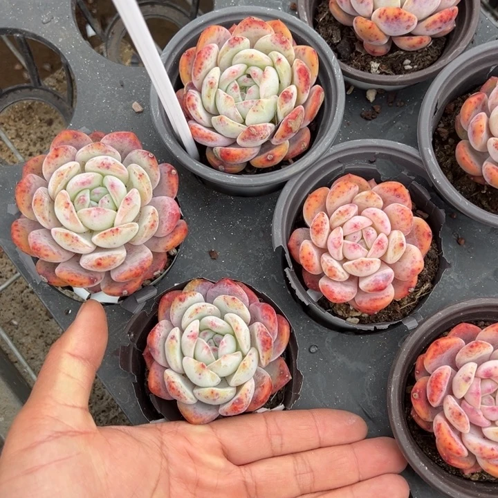 梦露单头6cm有瑕疵一颗量拍多肉满20包邮初7发