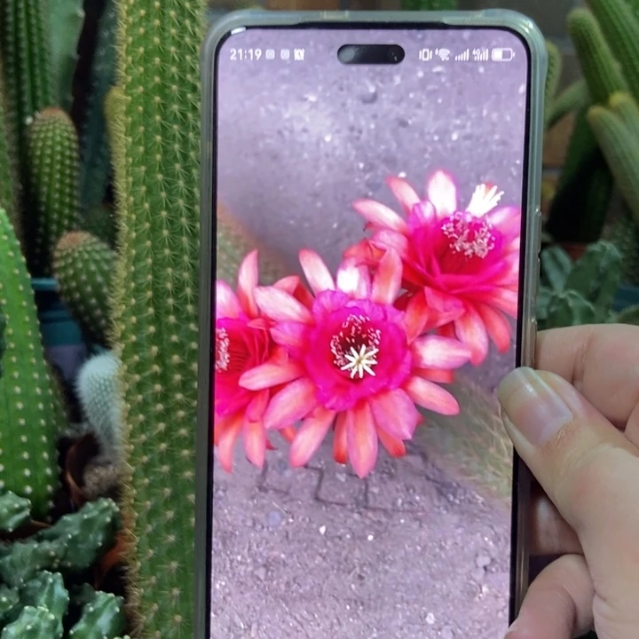 仙人球人鱼金妞自根一个