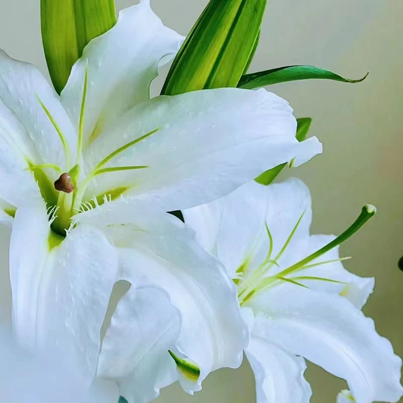 A西伯利亚香水百合白色百合鲜切花云南基地直发水养鲜花