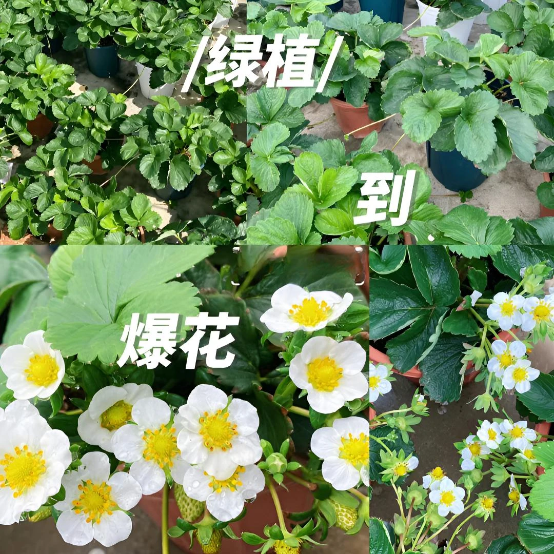 【穴盘草莓秧苗】四季草莓苗精选优质南北方当年结果奶油草莓苗