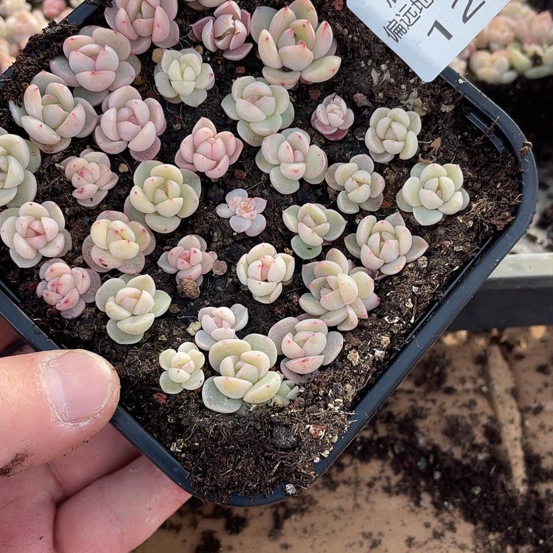 多****富优选珍妮混一物一拍128