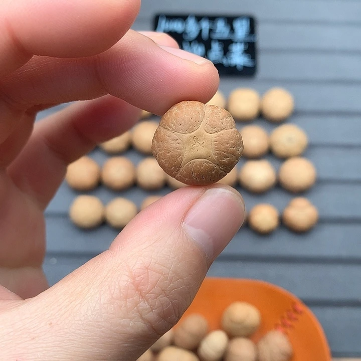 吊坠凤眼菩提20+五星，非质量问题开孔不退