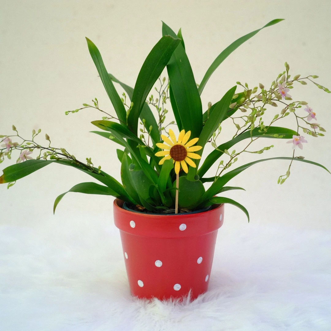 【梦香兰】—室内浓香带花剑盆栽