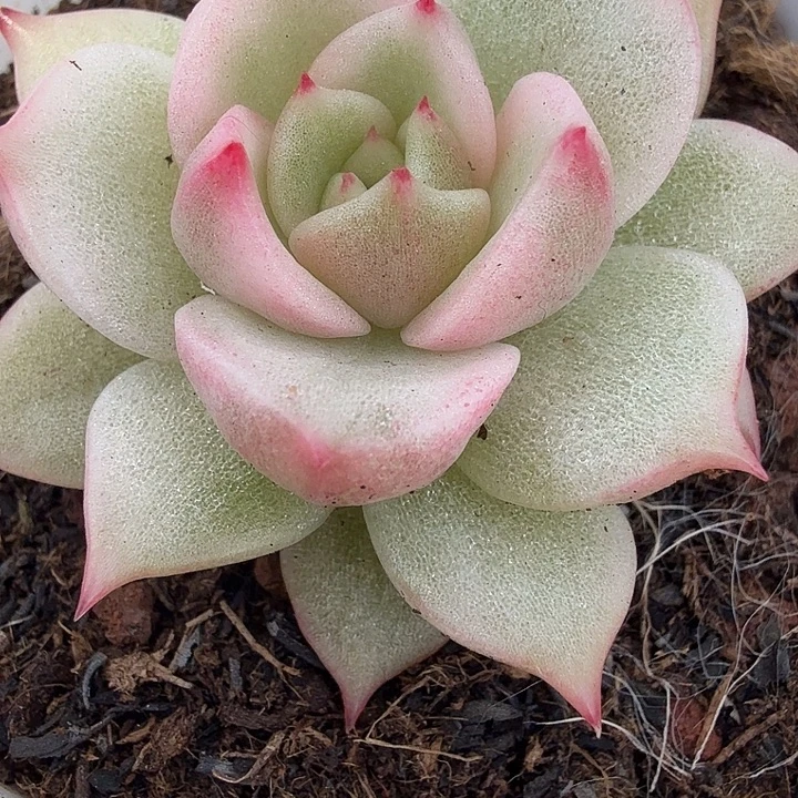 水晶锦系列多肉锦