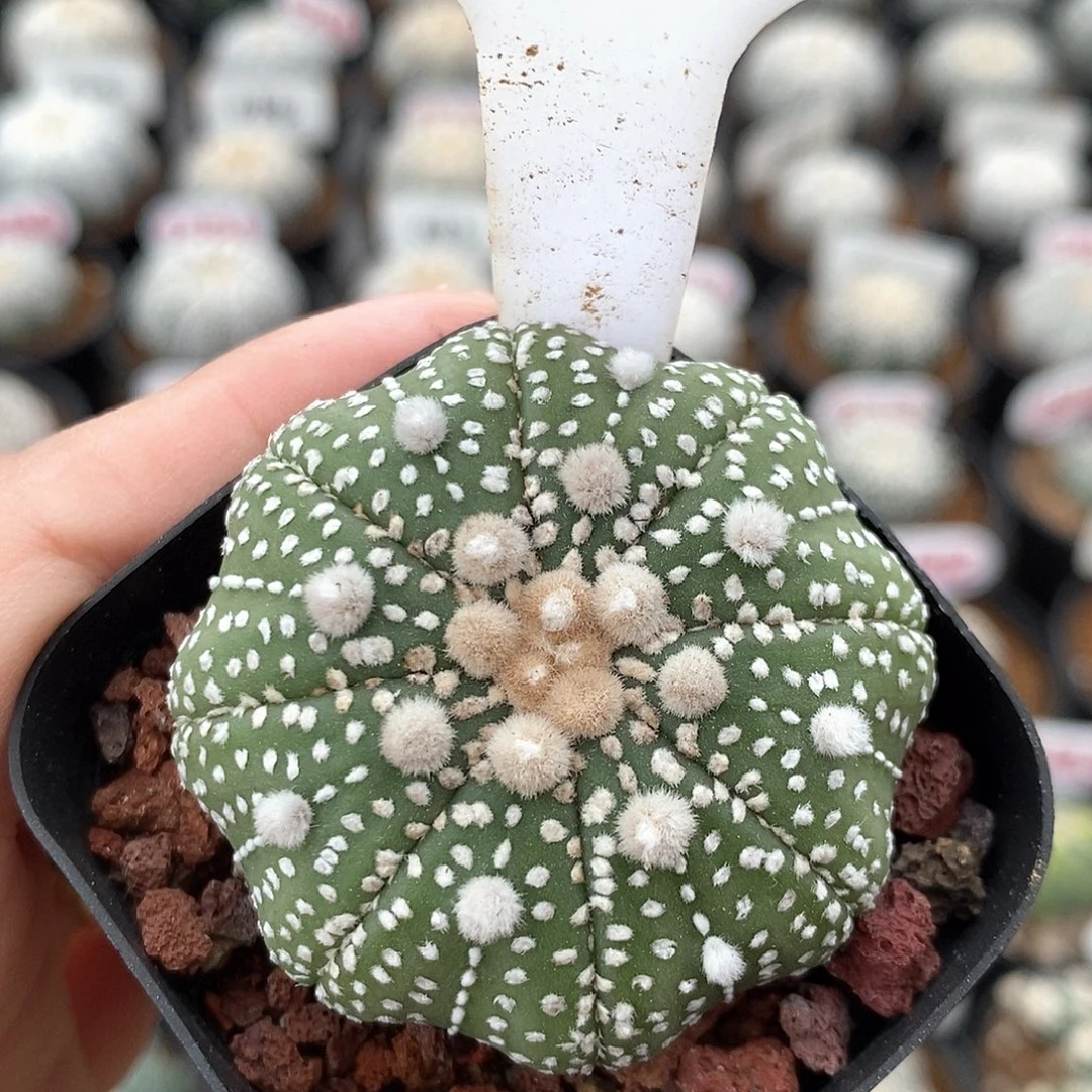 484海星兜系列福利来