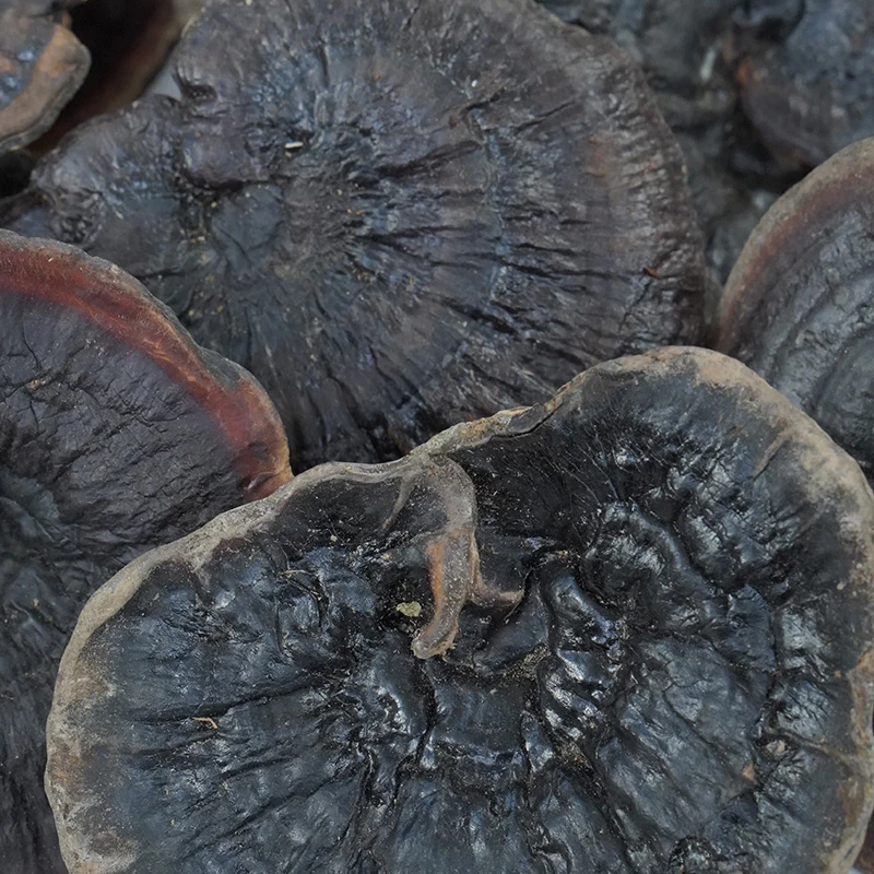 云南野生黑灵芝 不苦 纯天然