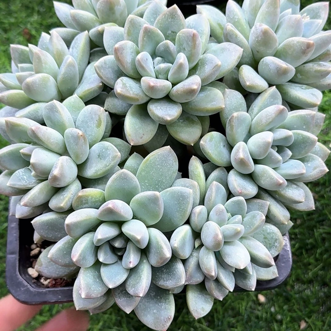 神**姐胖体奶大群神机姐姐