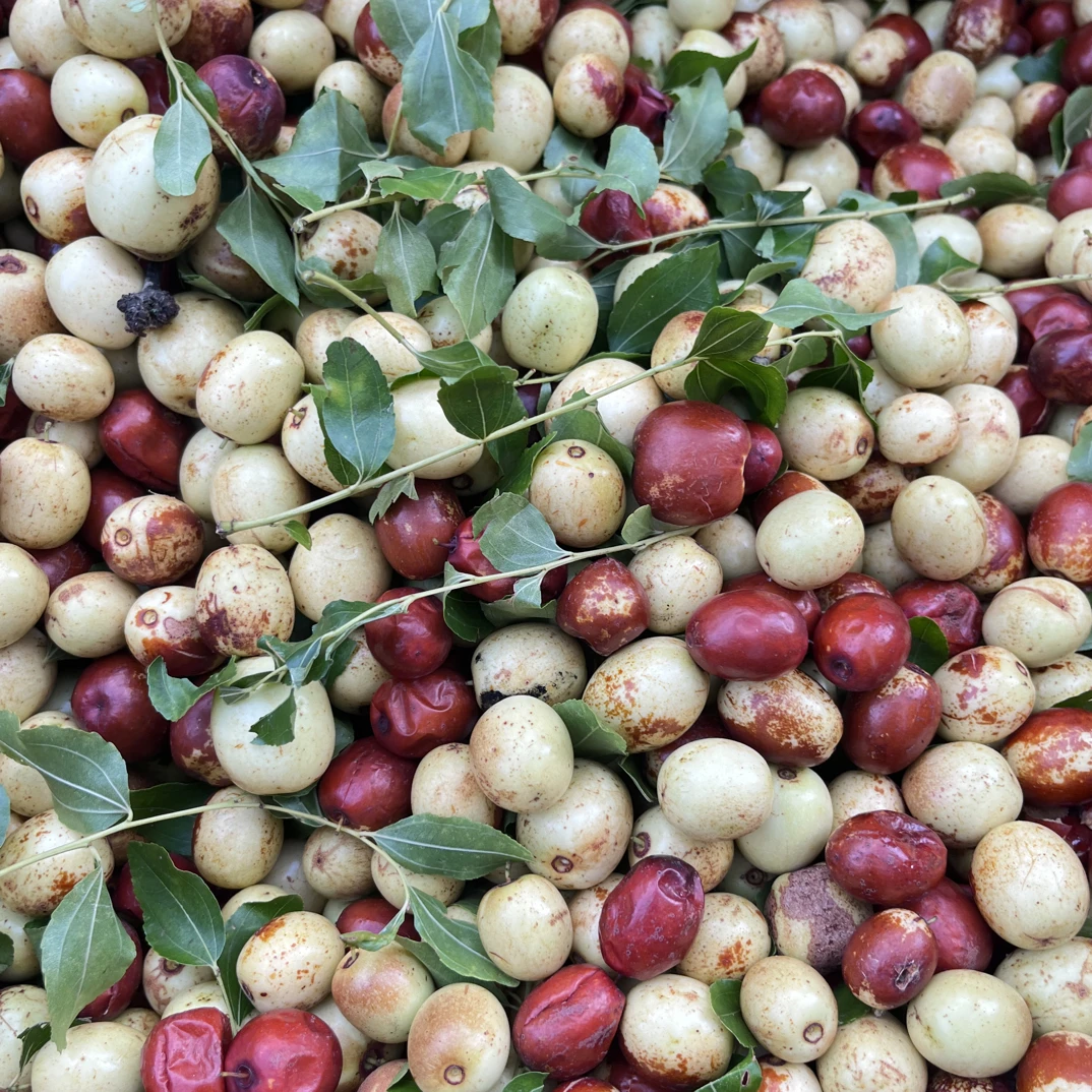 本地土枣鲜枣农家