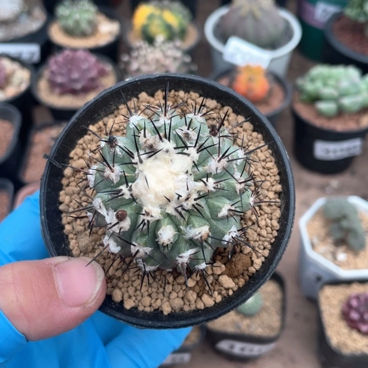 393龙爪球黑王丸