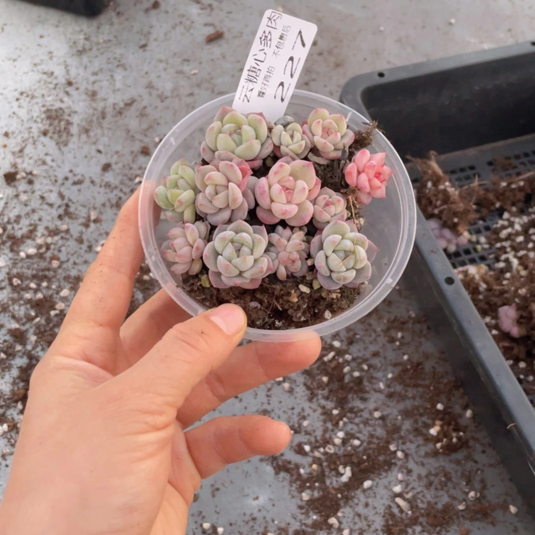 多****富云糖心多肉植物227