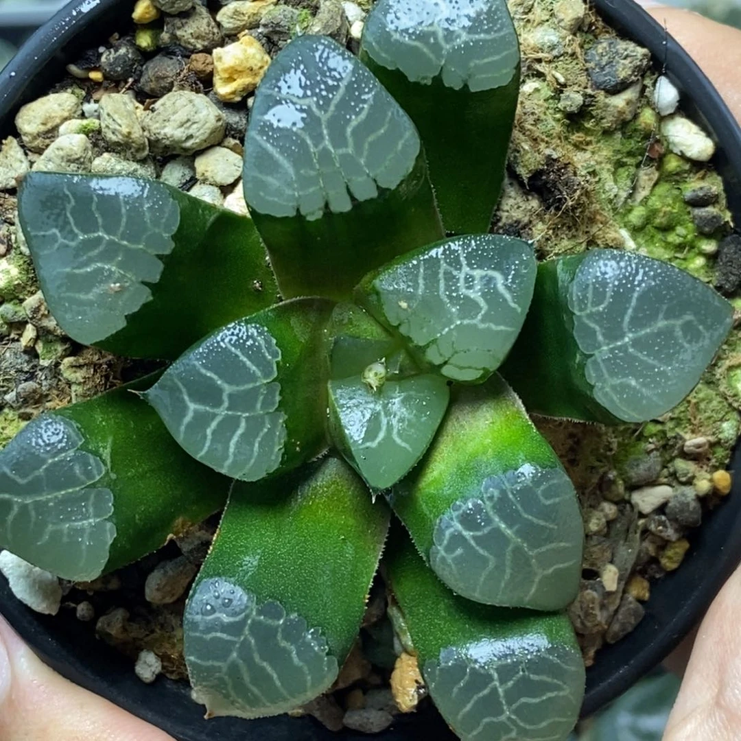 贝叶实生一物一拍