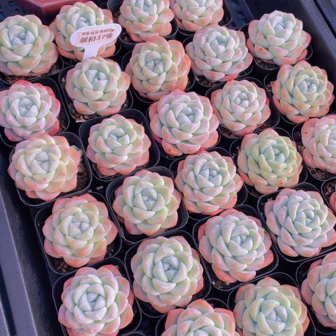 量拍37号奶油凝脂胖冰玉单头一个m