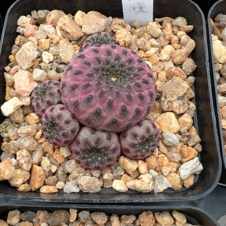 毛***豆花花花花花花花花花