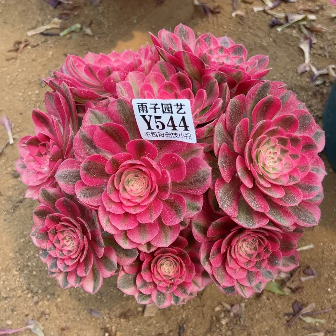 544倾城尺寸20左右