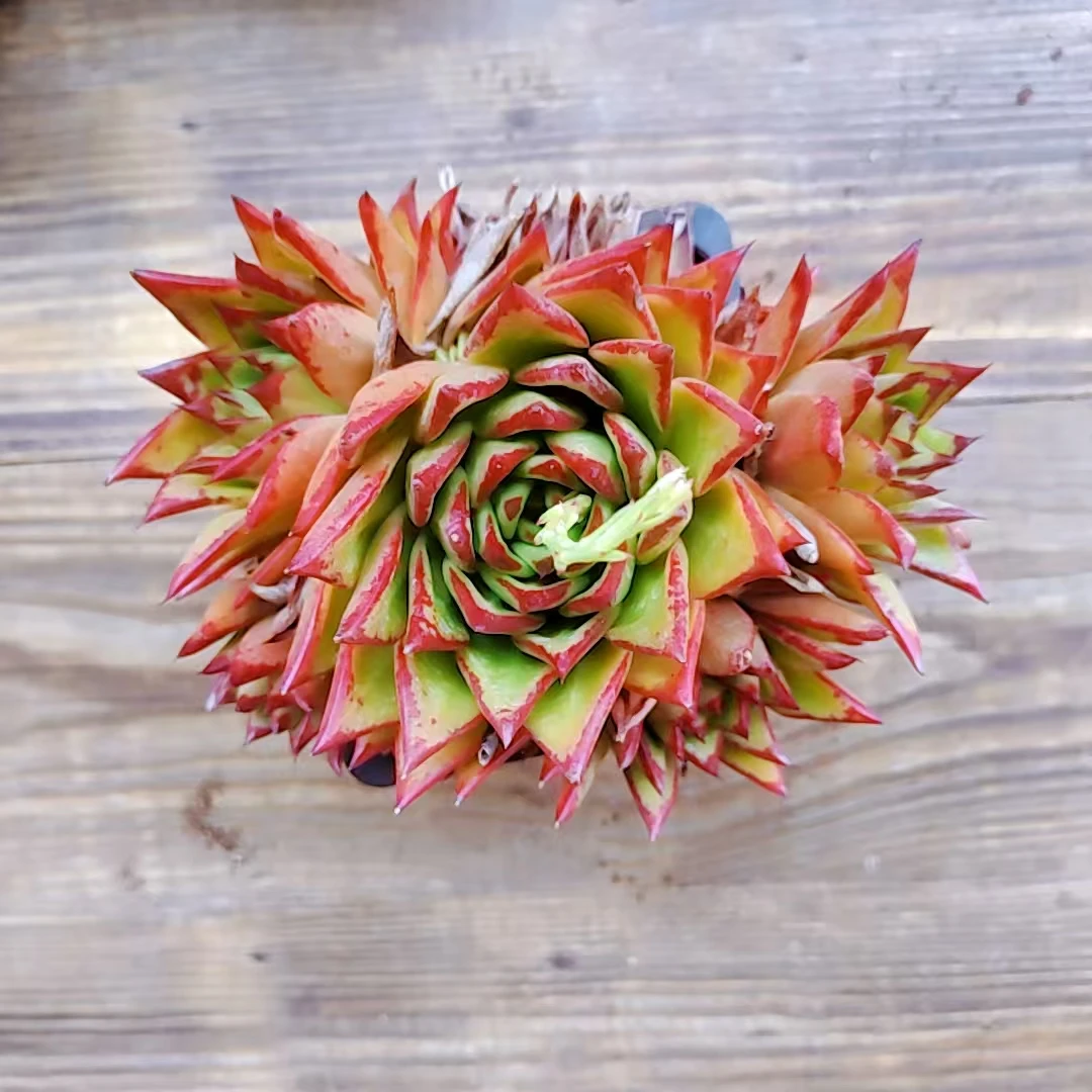 【双头起口红多肉一颗 】阳台露台绿植栽种养护