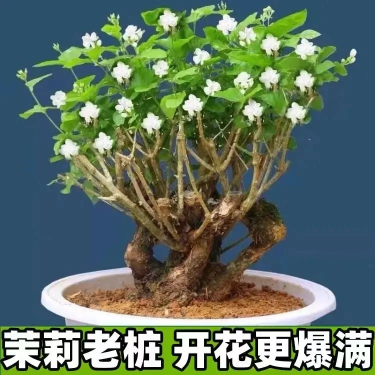 重瓣浓香型老桩茉莉花盆栽花苞花卉植物室内四季好养绿植开花不断