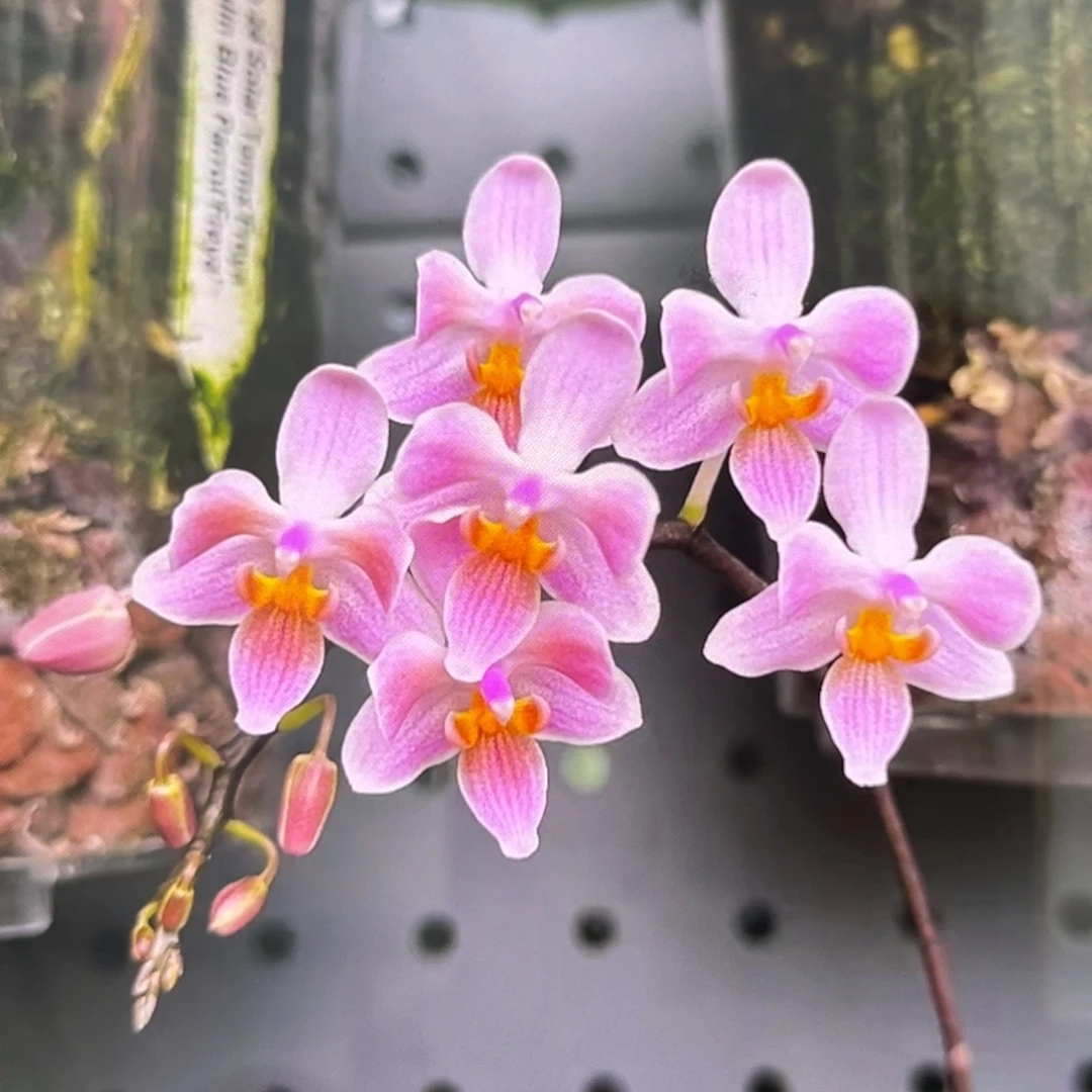 无花朵2.5寸eq交苏拉威西苗