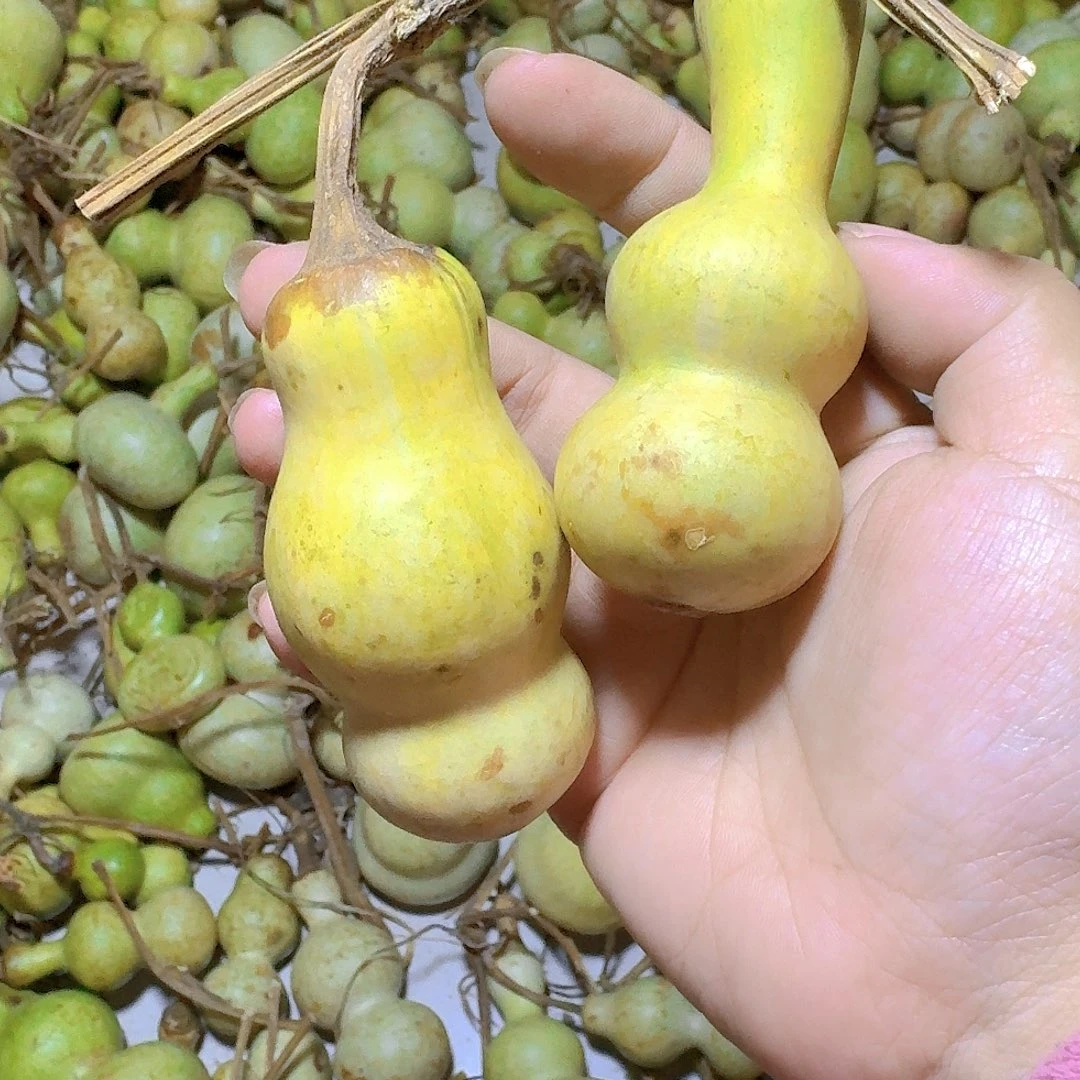 旋***姐青皮葫芦不保成不退不换