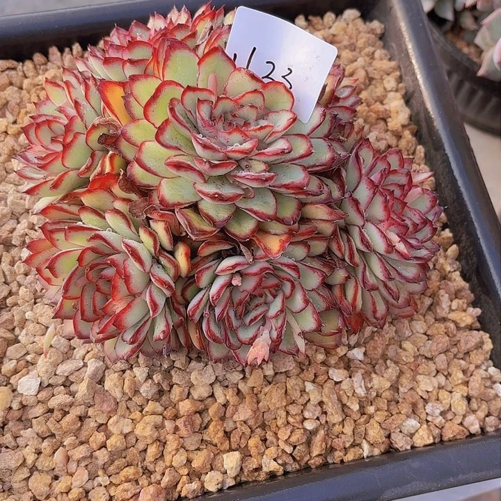 红***粥1123墨西哥林颖多肉植物