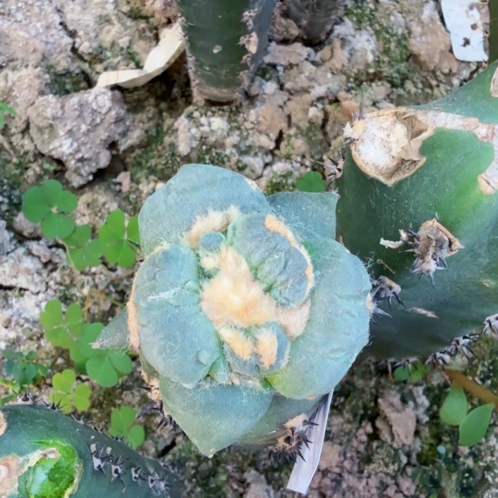 桃***地无花朵938白肌连瓷蛋怒牡丹掌东五