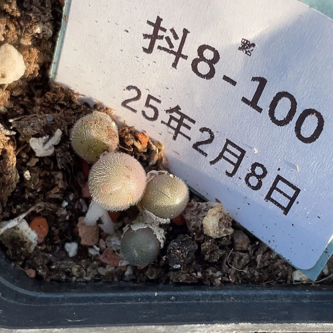 8-100毛球多肉植物